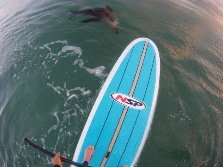 Stand up paddle board